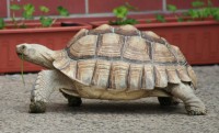 /album/sulcata/nedela-korytnacky-a-psi-140-jpg/